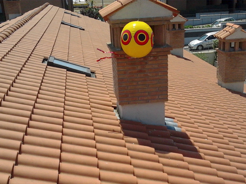 Modi per allontanare i piccioni dal proprio balcone prestando