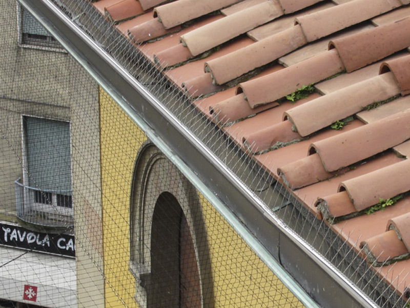 installazione di dissuasori i dissuasori per volatili e piccioni