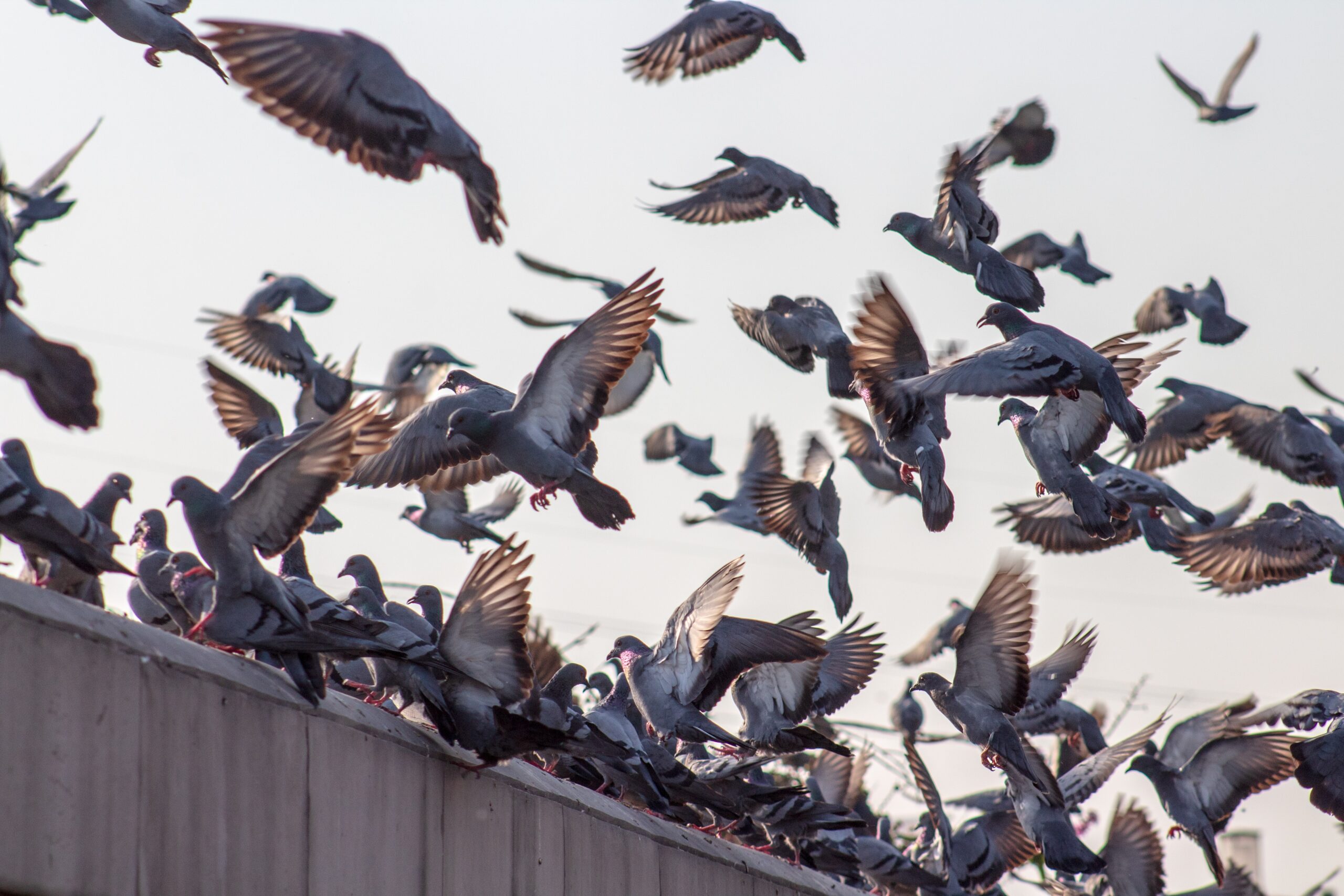Dissuasori per piccioni, dissuasori per colombi e volatili, spilli anti  piccioni