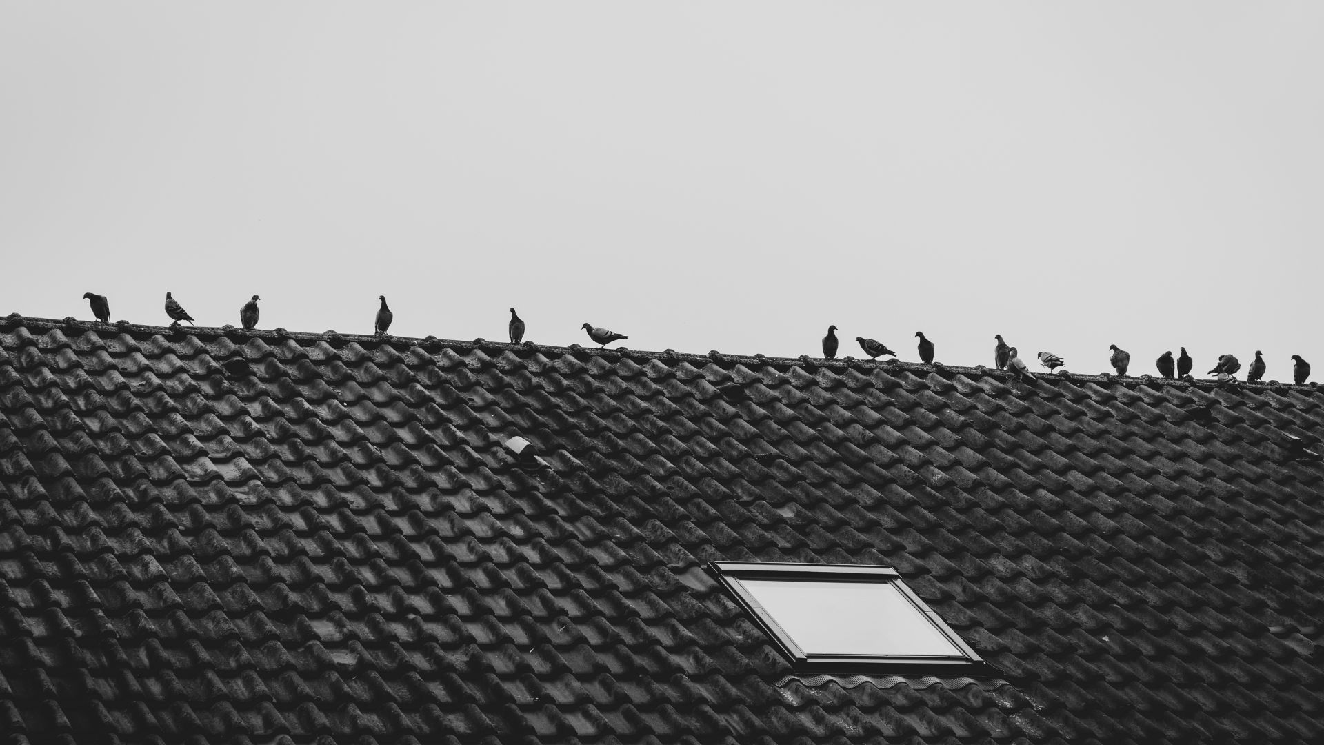 Come allontanare i piccioni dal tetto: Ecco le soluzioni