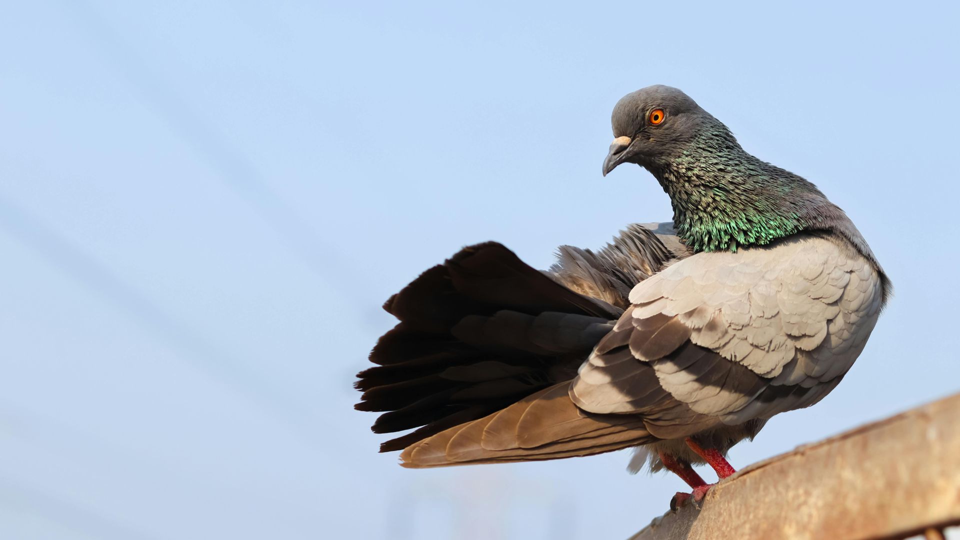 Come fissare rete anti piccioni: guida completa