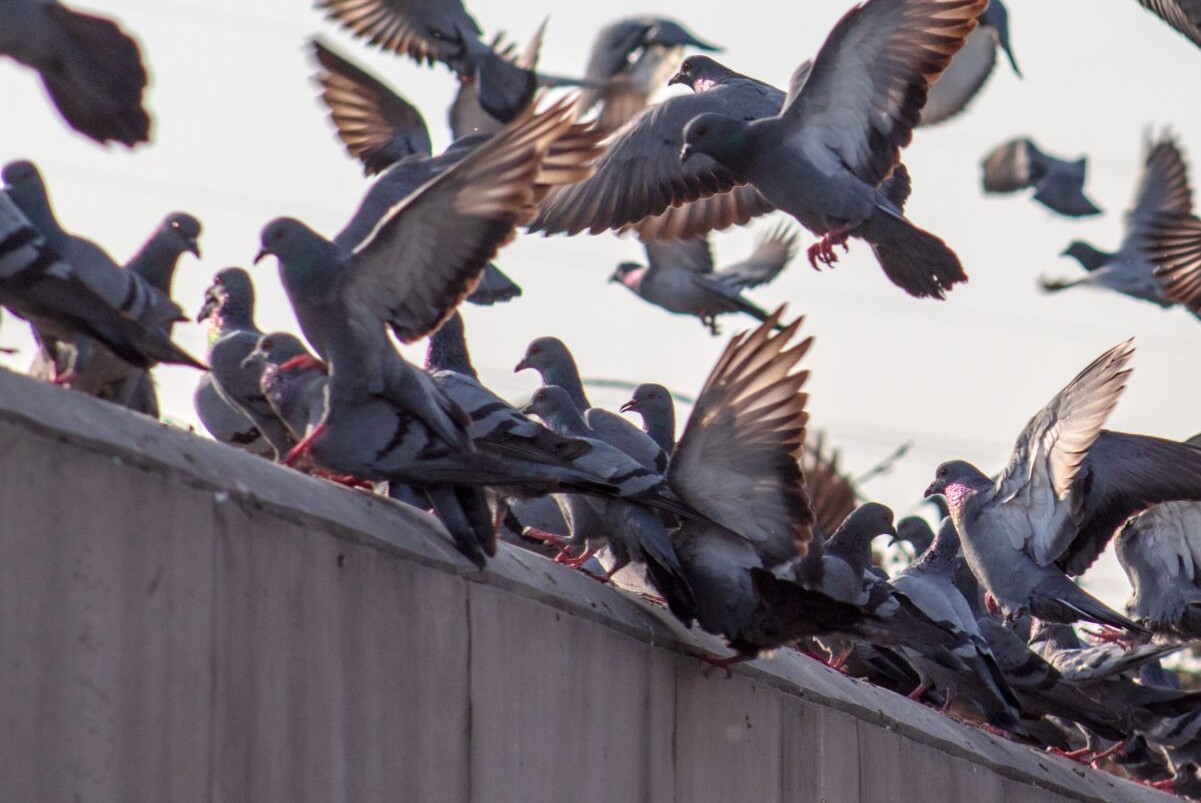 Sistemi anti piccioni: i più efficaci