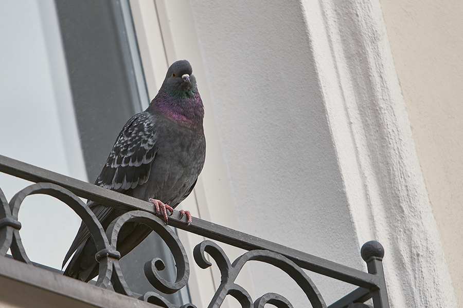 Cinque regole per allontanare i piccioni dai balconi