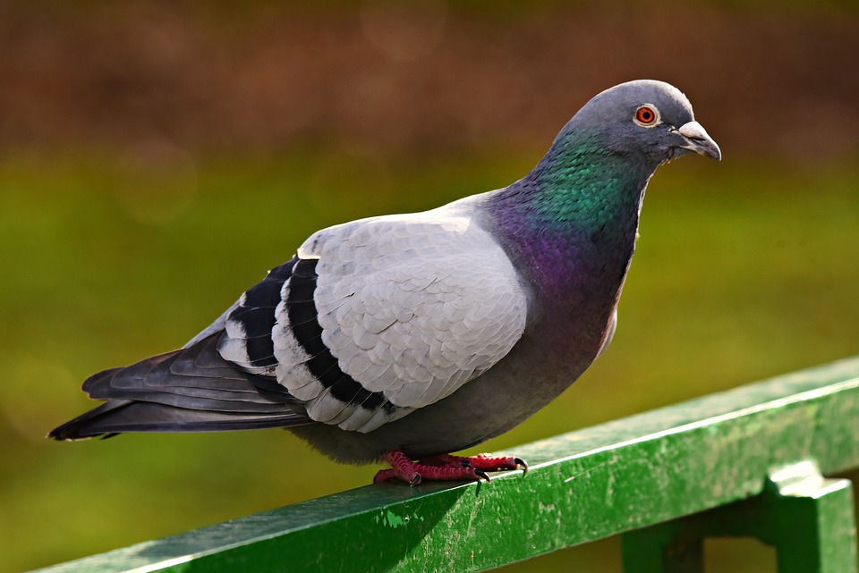 I dissuasori per i piccioni sono vietati? Leggi e norme per l'installazione