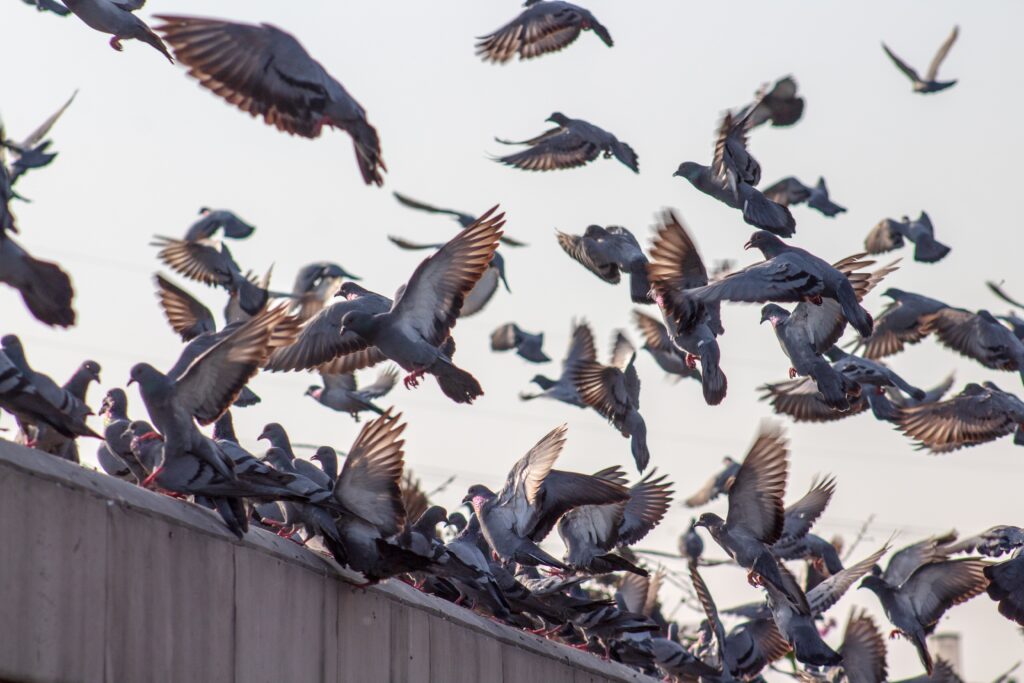 disinfestazione piccioni - gruppo di piccioni che vola su un tetto